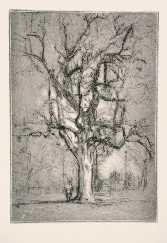 A ground view of a mature Southern Catalpa at Antelop Park.  There is a frisbee stuck up in the limbs.